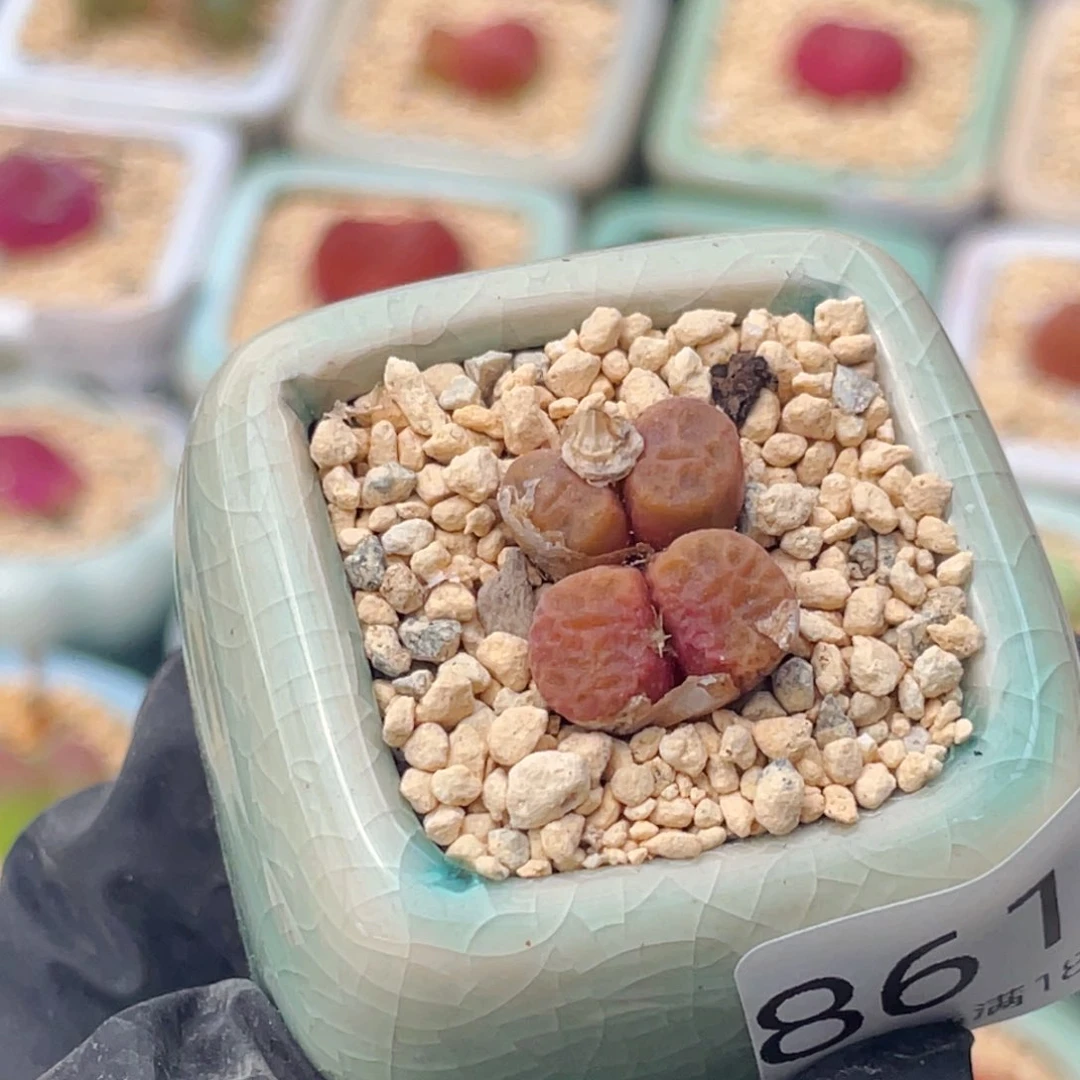 无花朵8610--一物一拍带盆