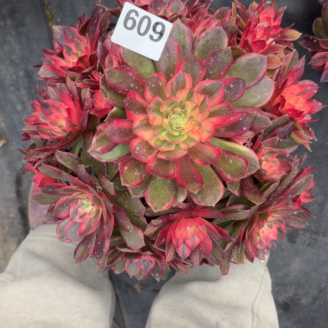 609大黑膜锦多肉植物福利