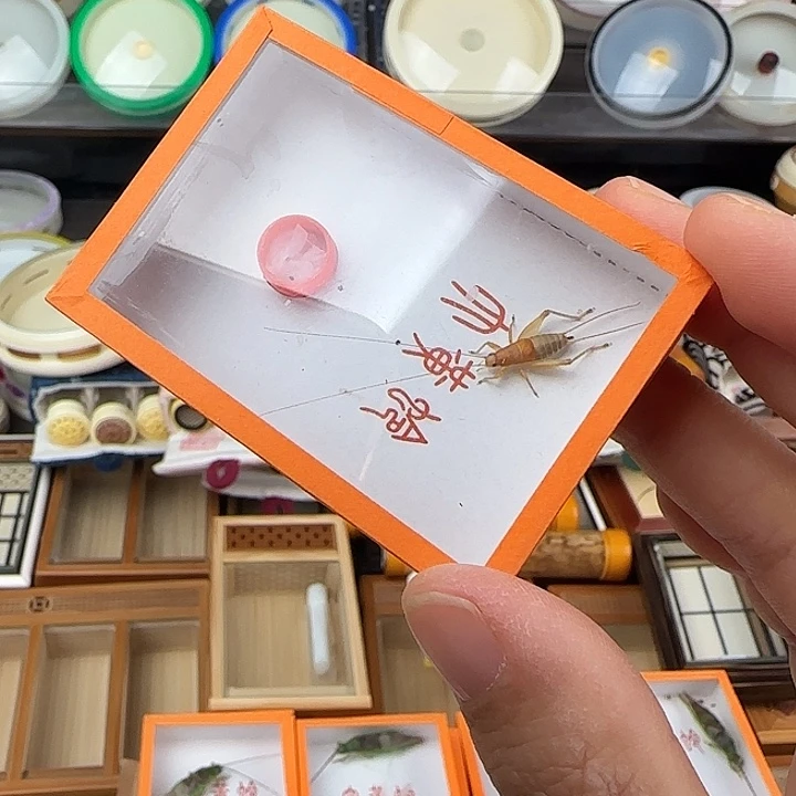 蟋蟀烈焰仙子微瑕疵