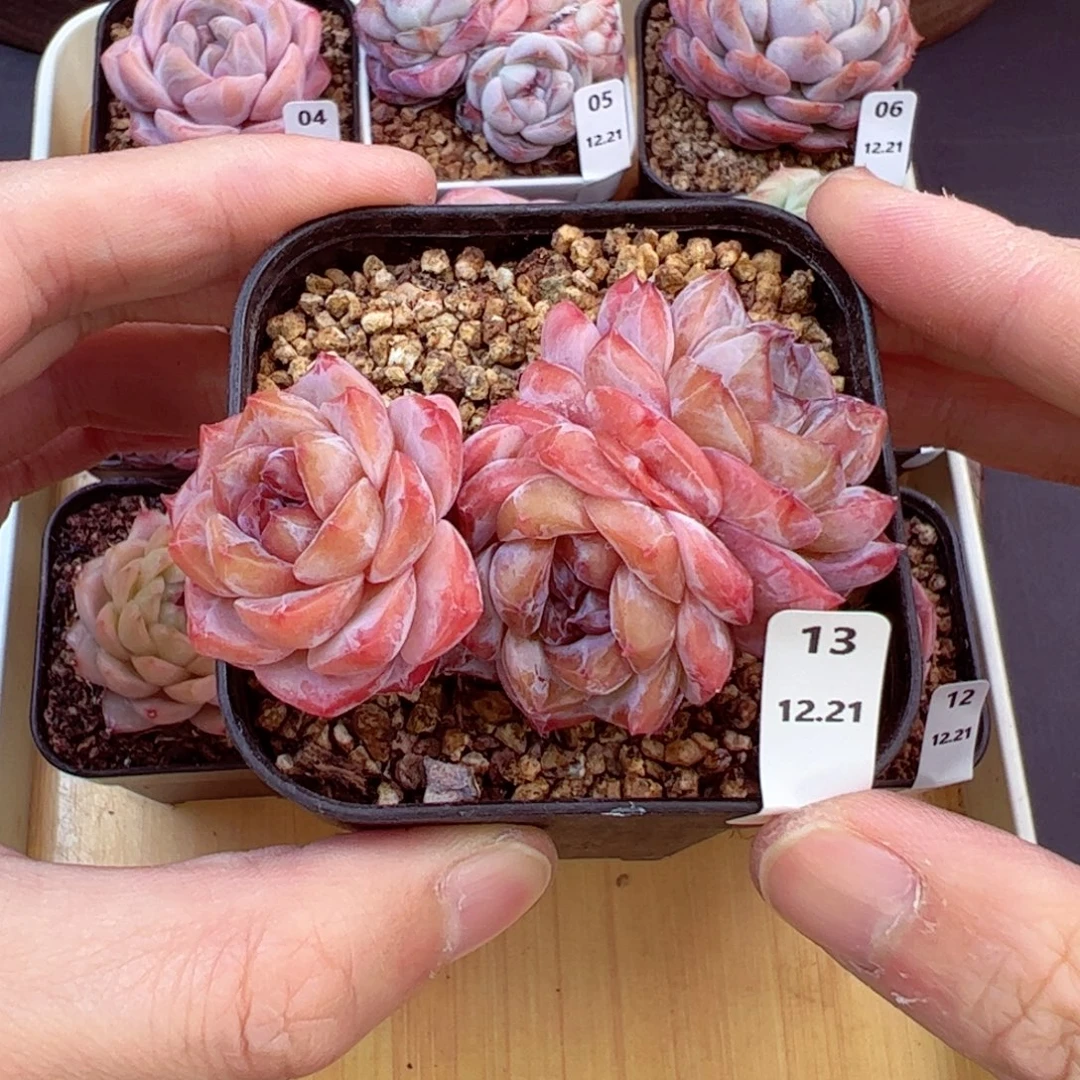 好好看13、哈哈哈哈