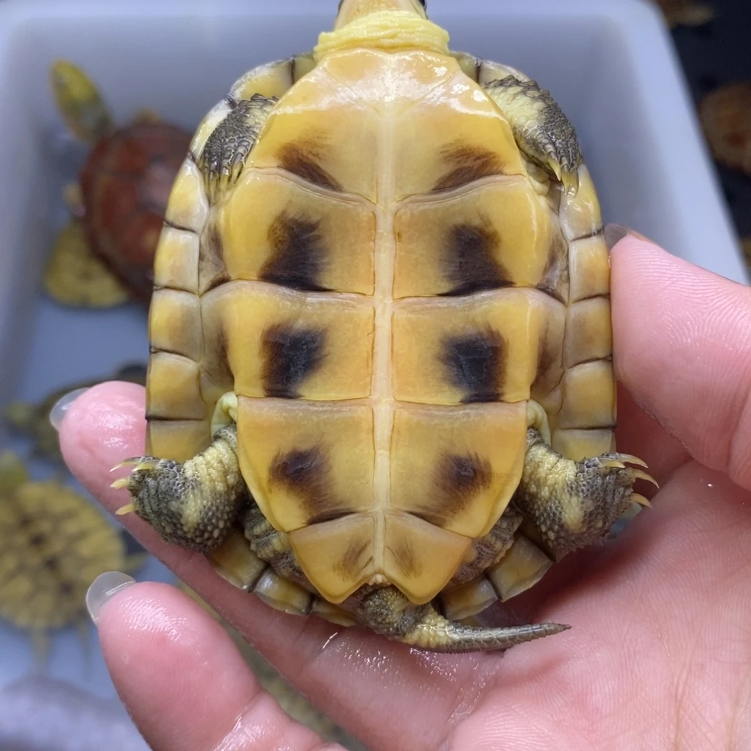 半***辰母宠物龟7.4cmtgrdgdvc