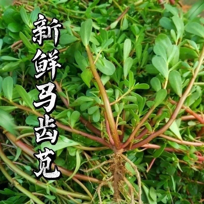 新鲜现摘现发马齿苋菜 五行菜马蜂菜长寿菜 瓜子菜老鼠耳野菜包邮