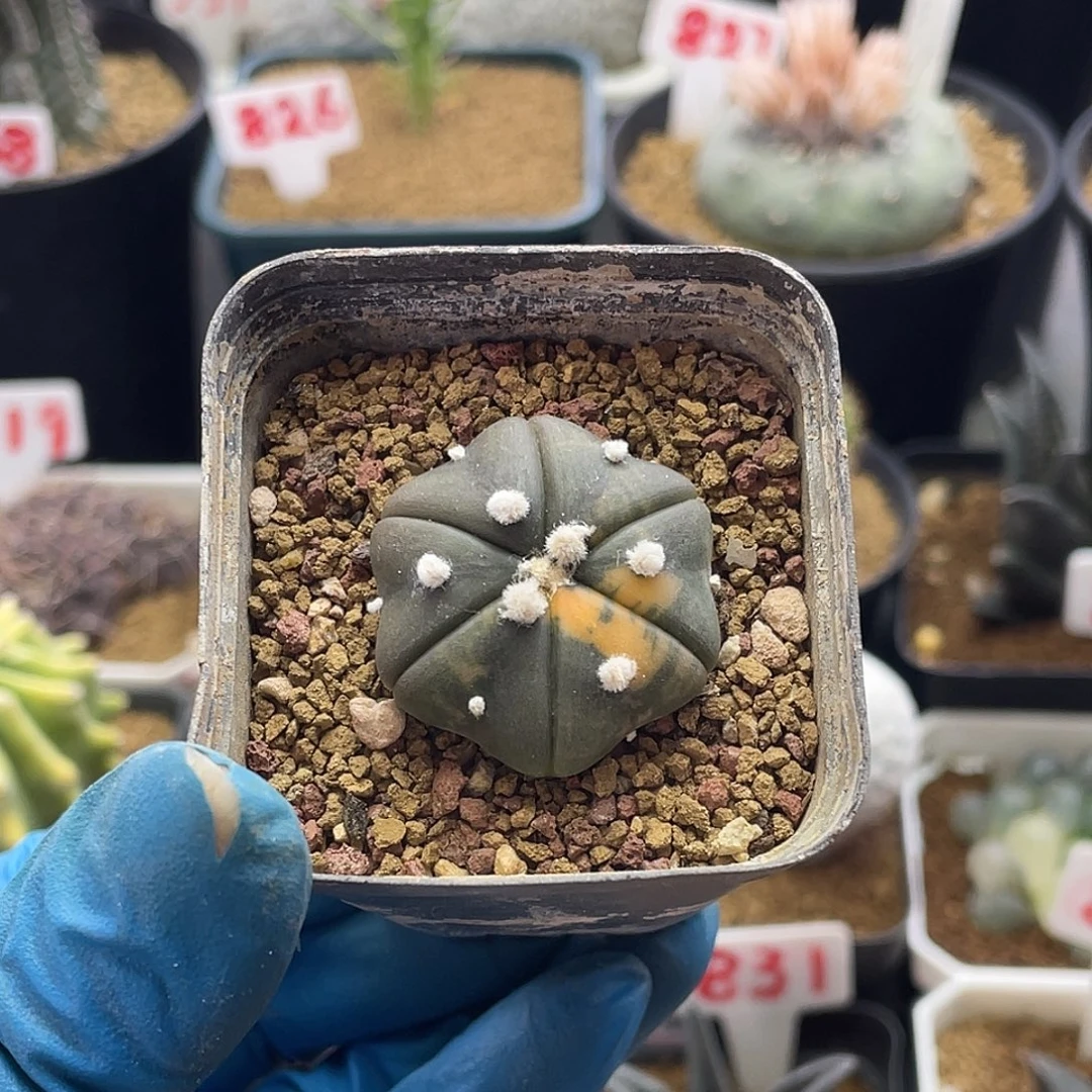 实生六棱海星兜锦