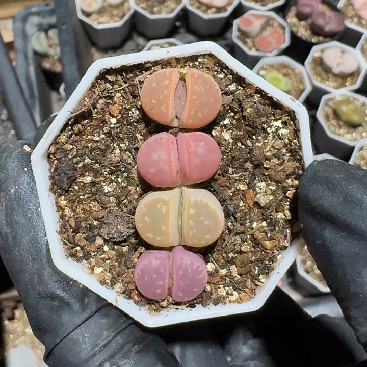 生石花11111。    122