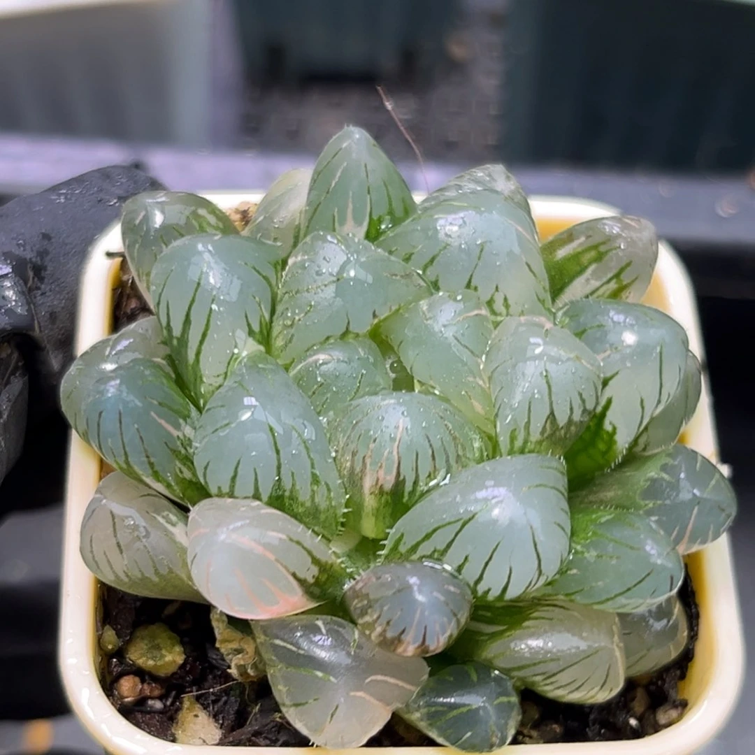 恭喜发财大吉大利0326