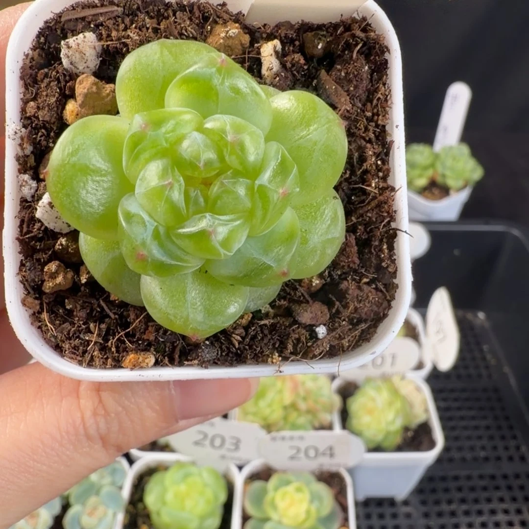 瑶瑶珍妮优选单头205号