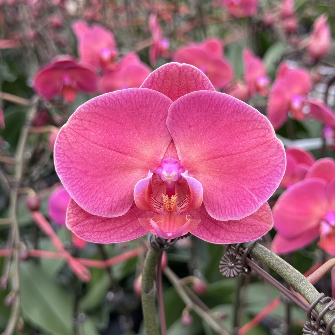 蝴蝶兰【金砖 双梗】3.5寸杯带花带花苞发货