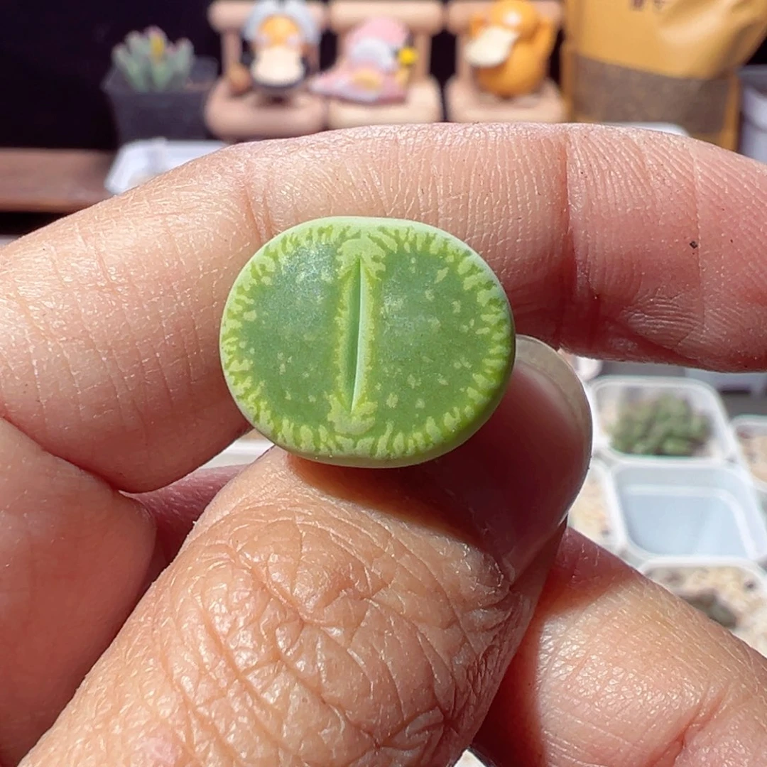 毛****1130-948多肉多日