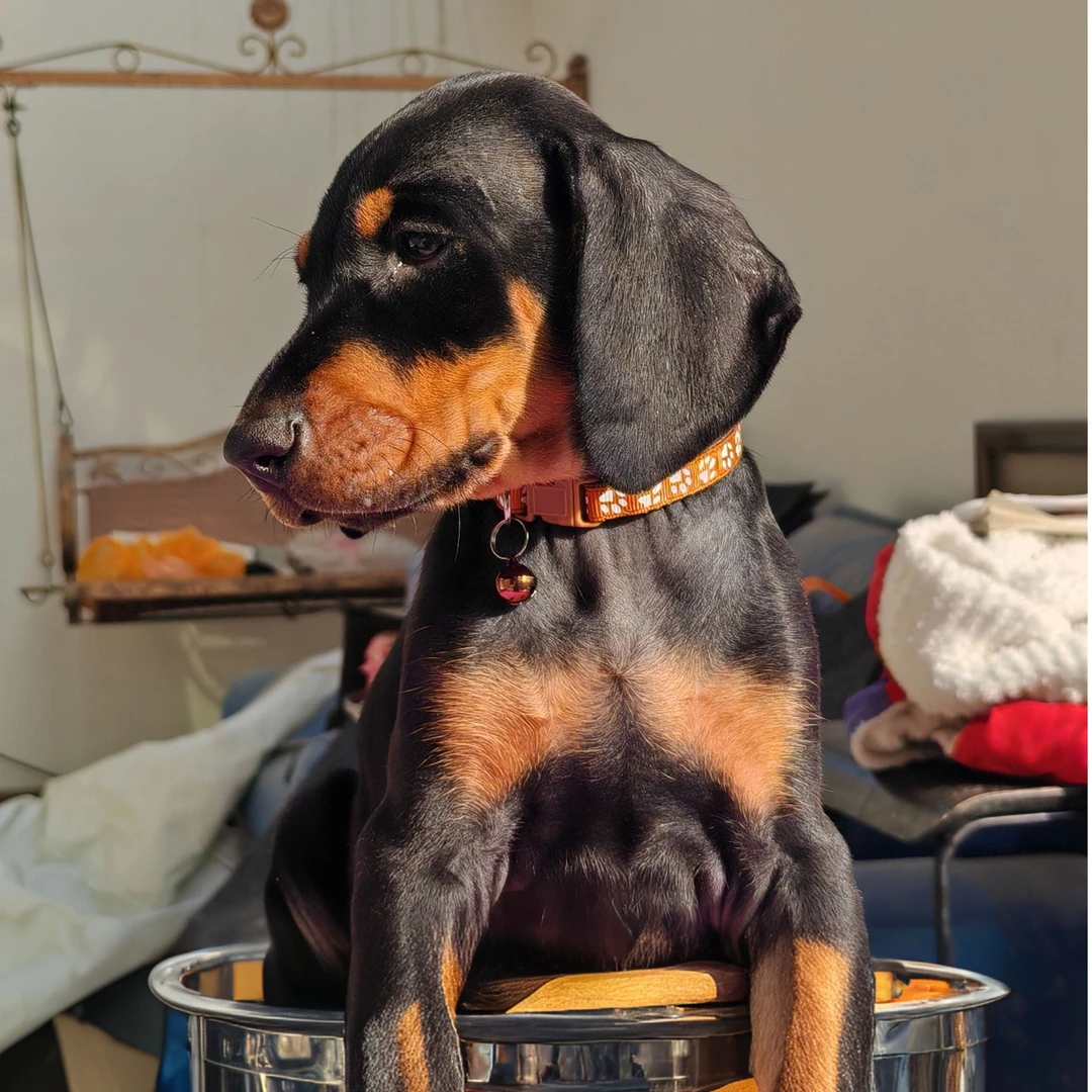 山青杜宾宠物狗狗高级宠物伴侣犬大型犬宠物看家护院陪伴