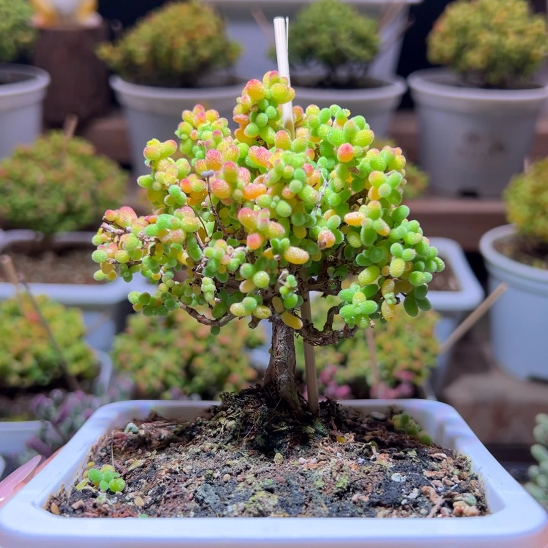 151金桔一物一拍带盆土发货