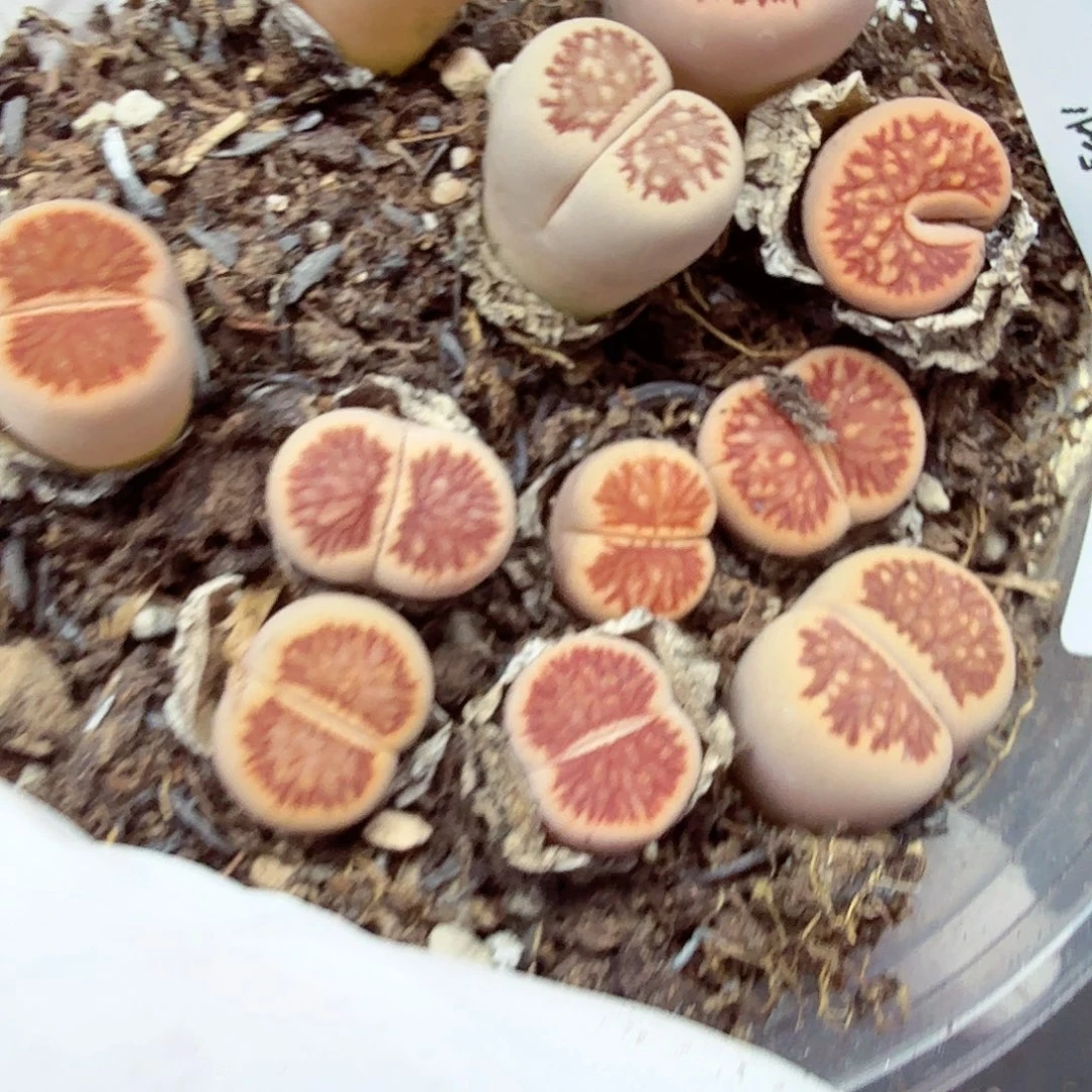 是因为她没有那么想过517