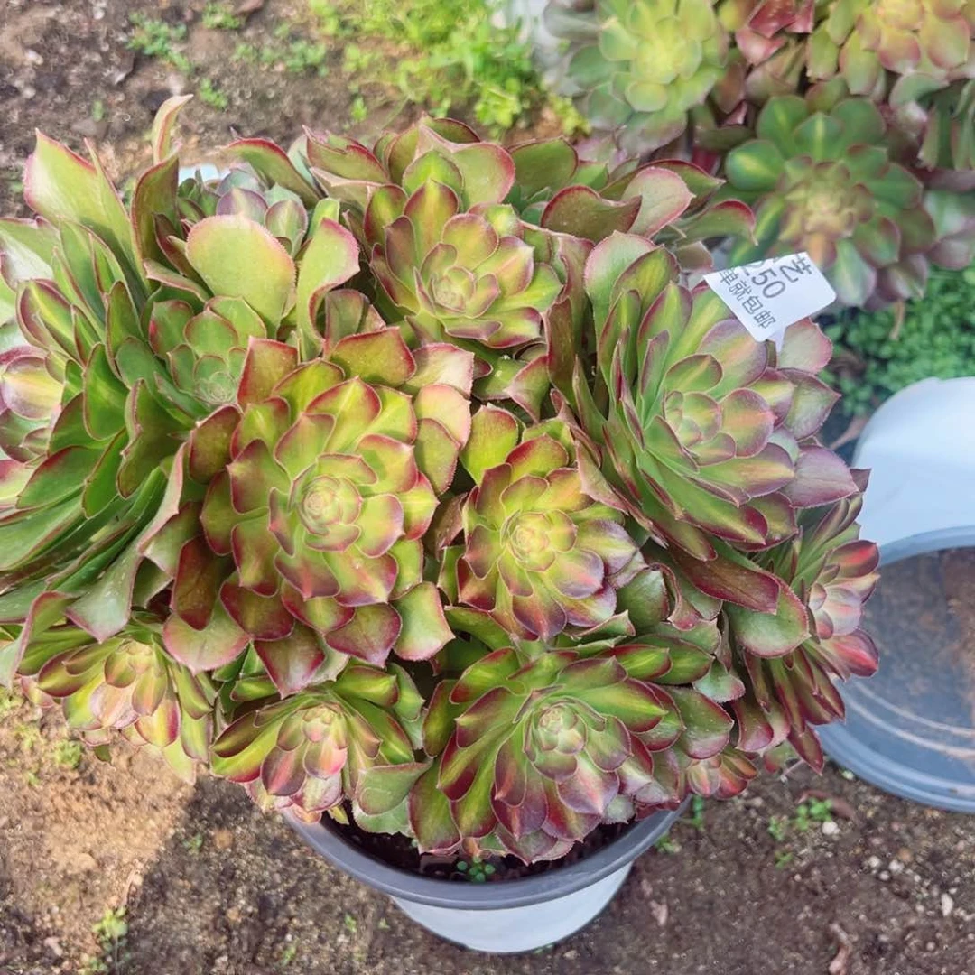 绍七彩中班老桩多肉植物250