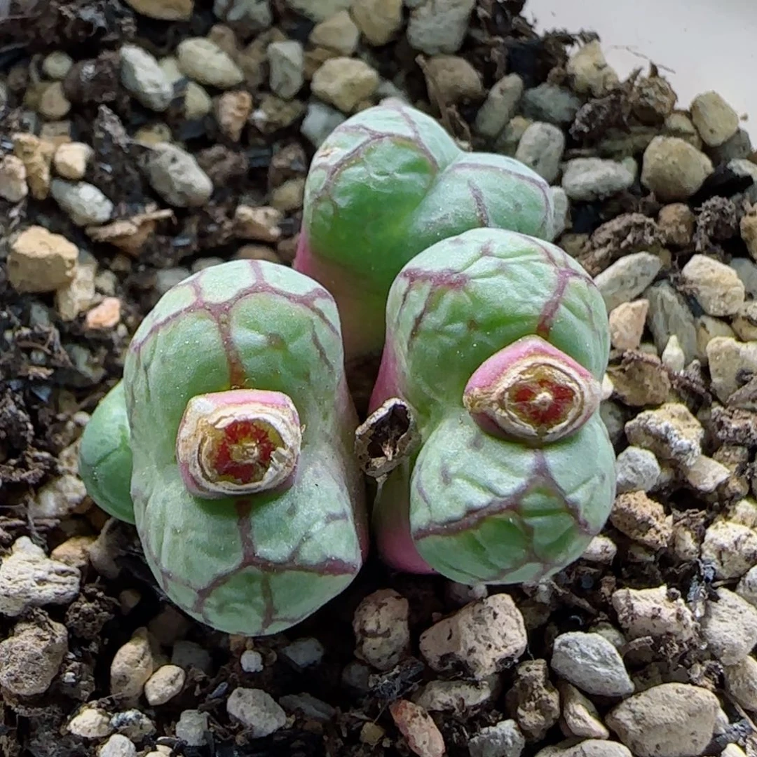 2-4-3-3全场8.8折满58包邮八重墨分株脱土