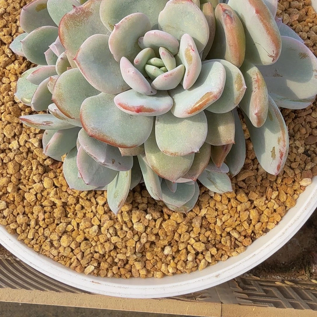 雪****无花朵肉肉肉肉二人