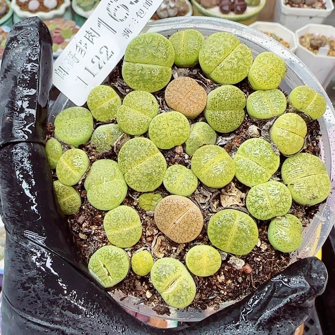 生石花满18包邮1122-165