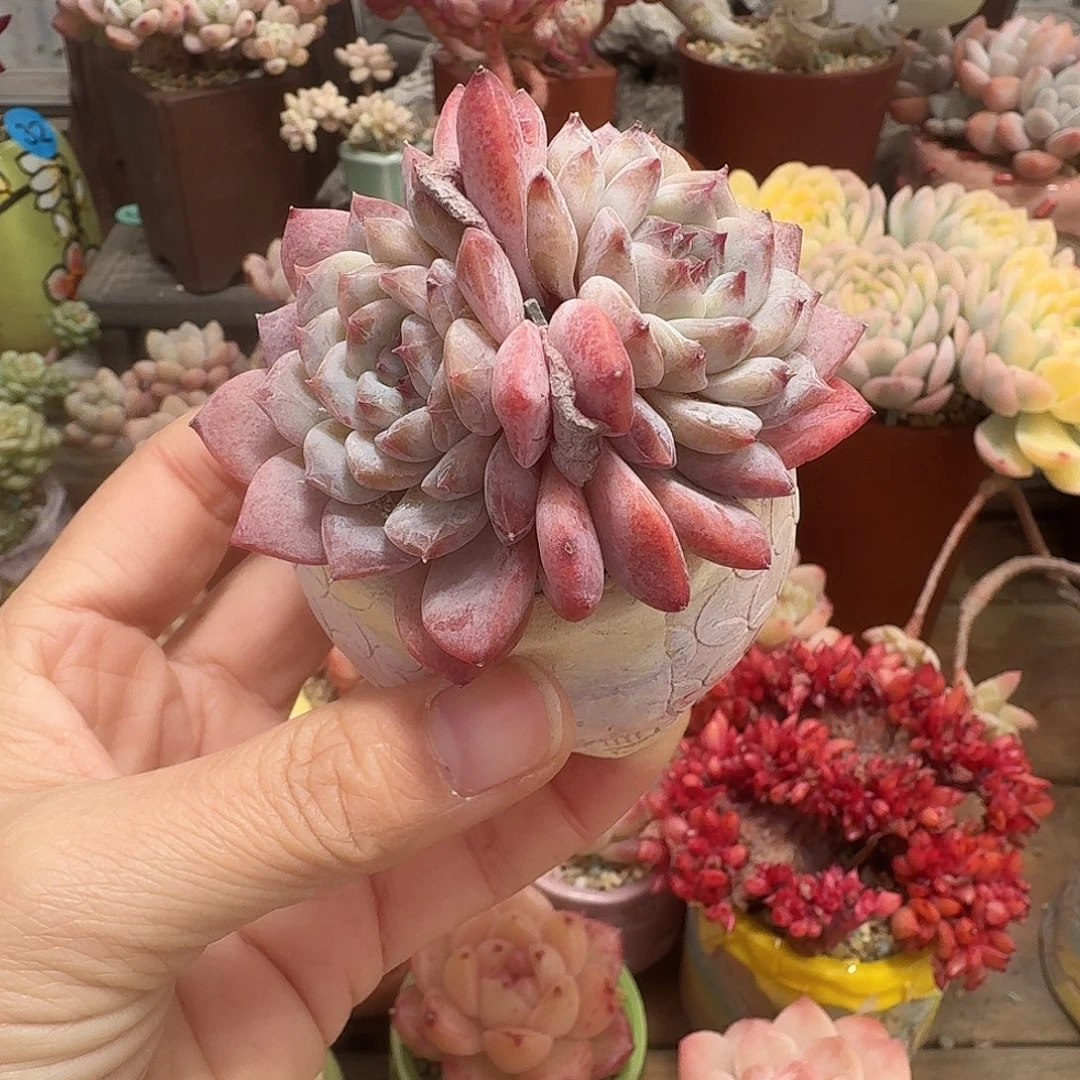 冰魄 多肉含盆土 一物一拍