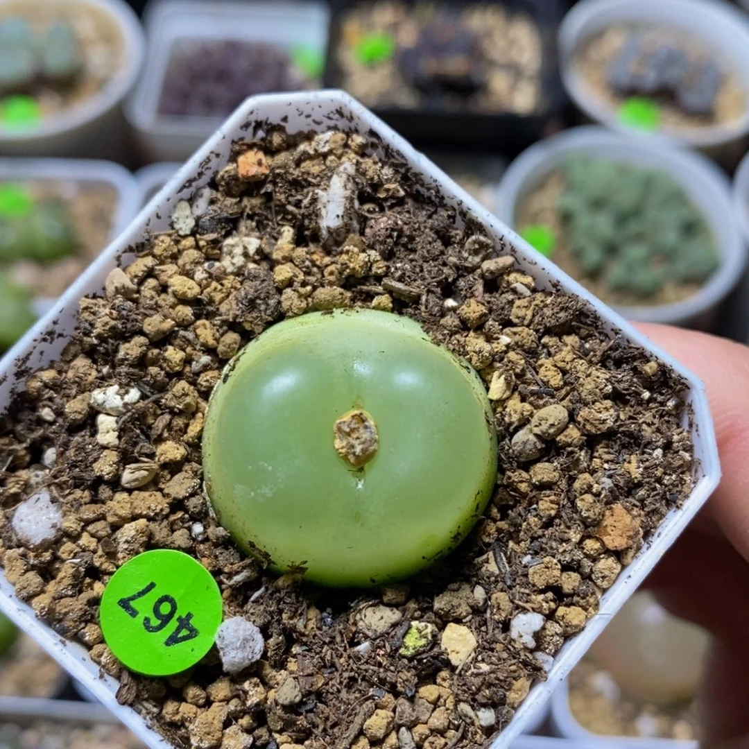 拉登2.5+多肉植物467