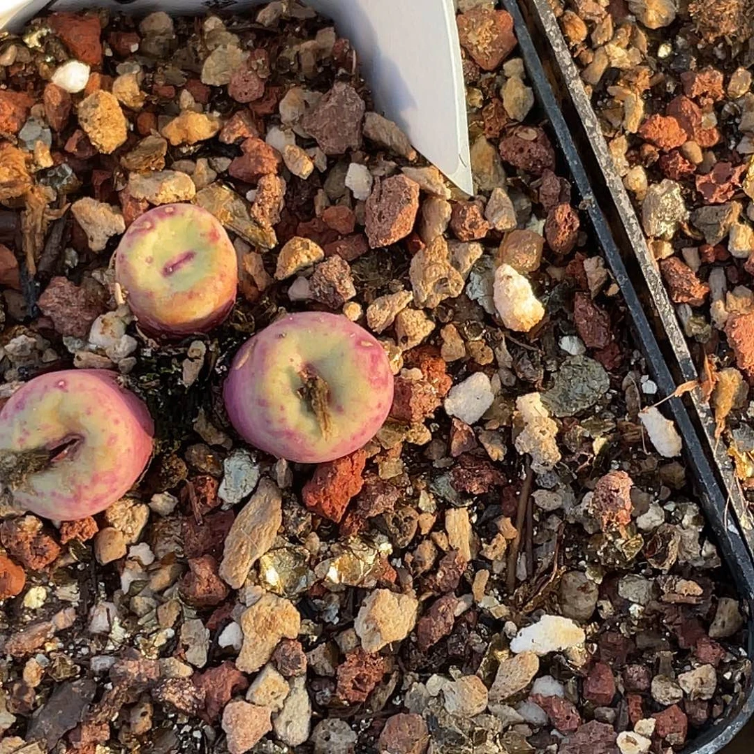 品****28-115肉锥多肉植物