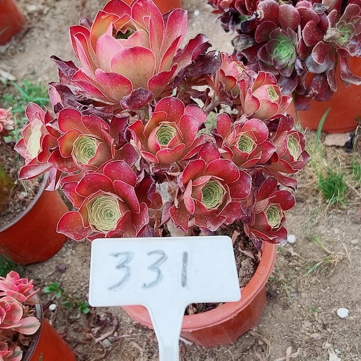 多肉植物梅金法师