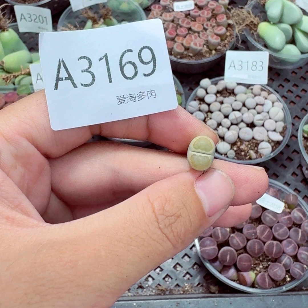 独***立3169—-生石花 肉锥