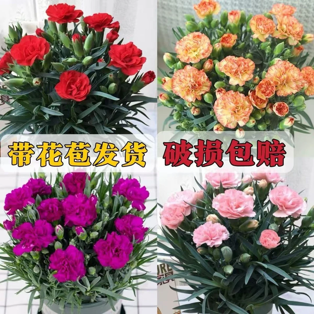 花苞康乃馨鲜花四季石竹花盆栽开花室内绿植花卉好养阳台客厅庭院