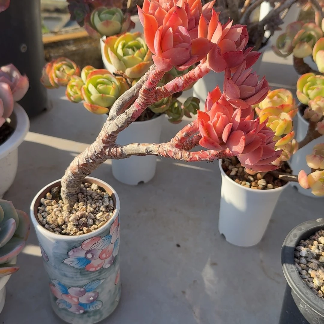 小***妹乔伊多肉植物一颗