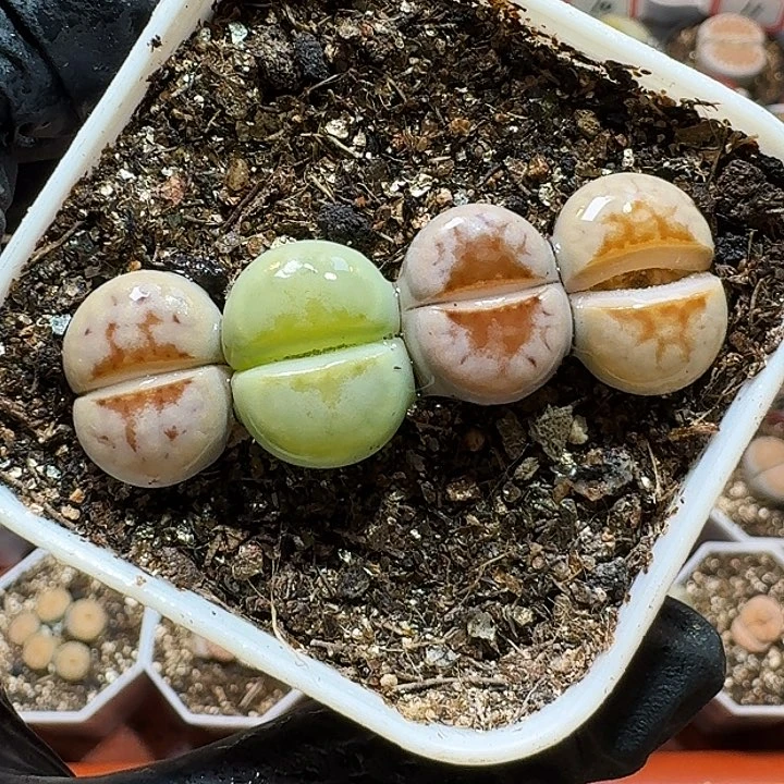 生石花233:：：：。   77