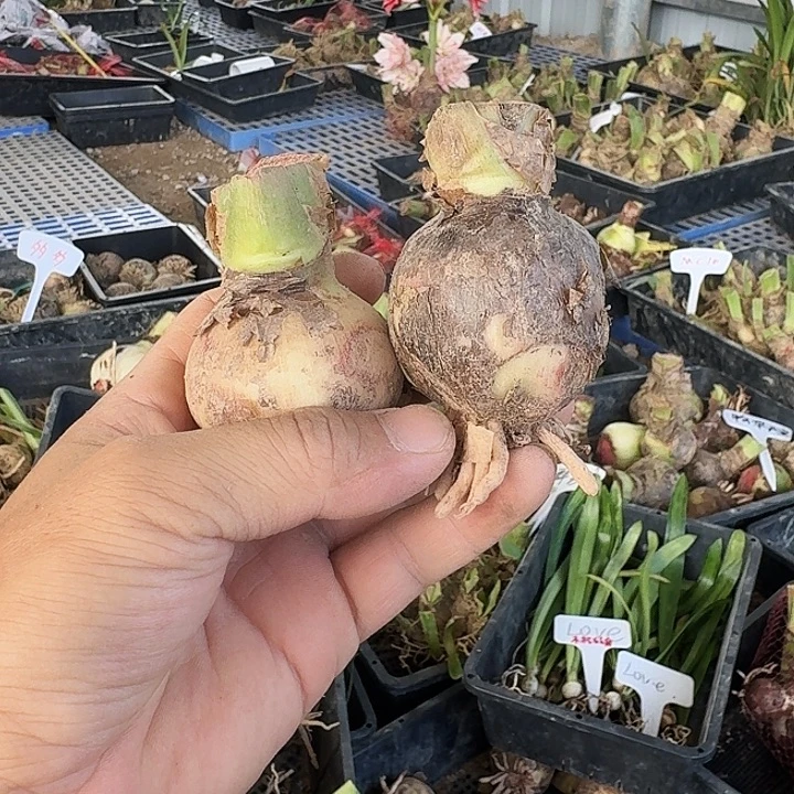 暖羊羊朱顶红一棵5左右