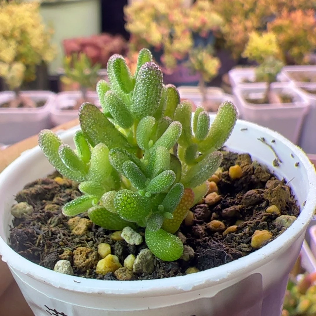 020多肉植物枝干米粒阴阳拉丝