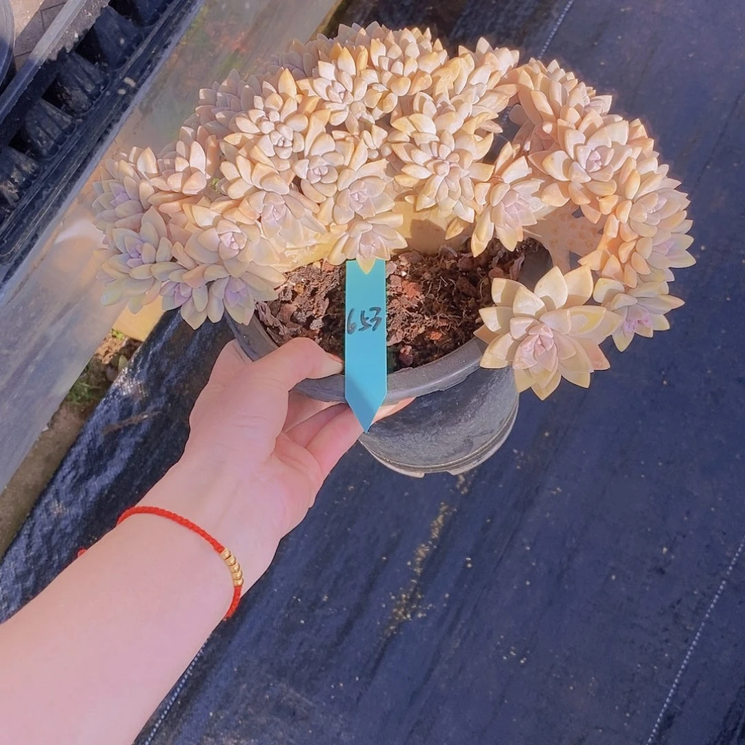 653多肉植物老桩