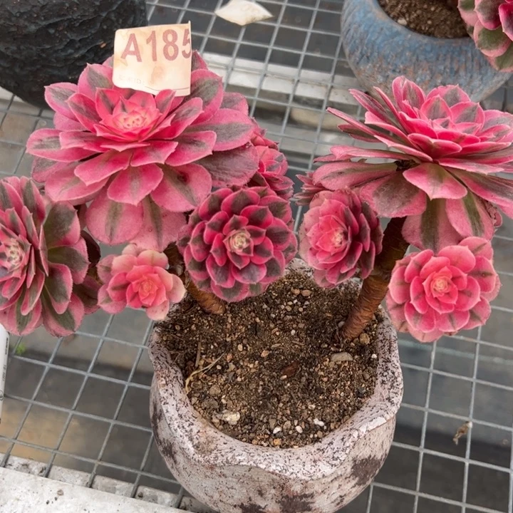 185倾城小精品20厘米左右