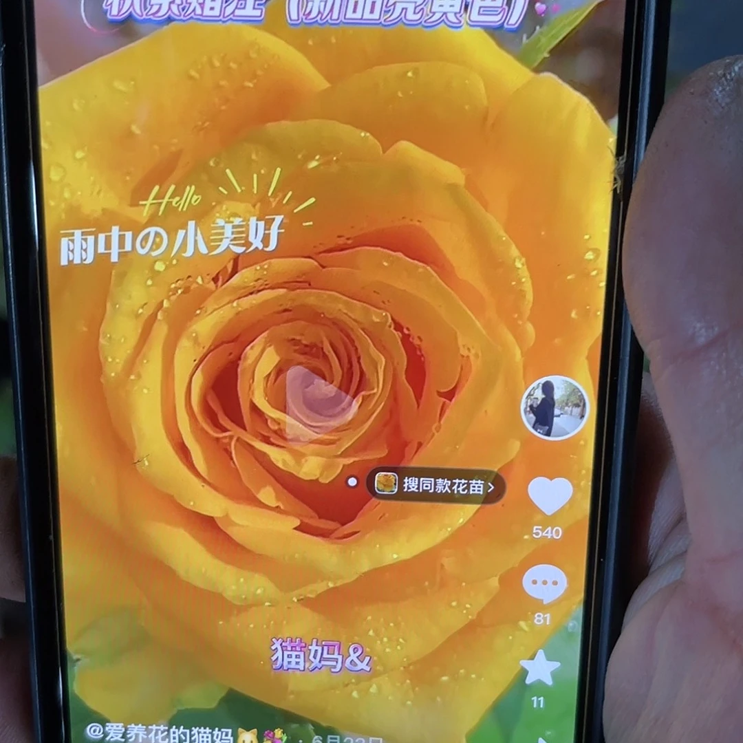 无花朵——-积累赌注 福利款