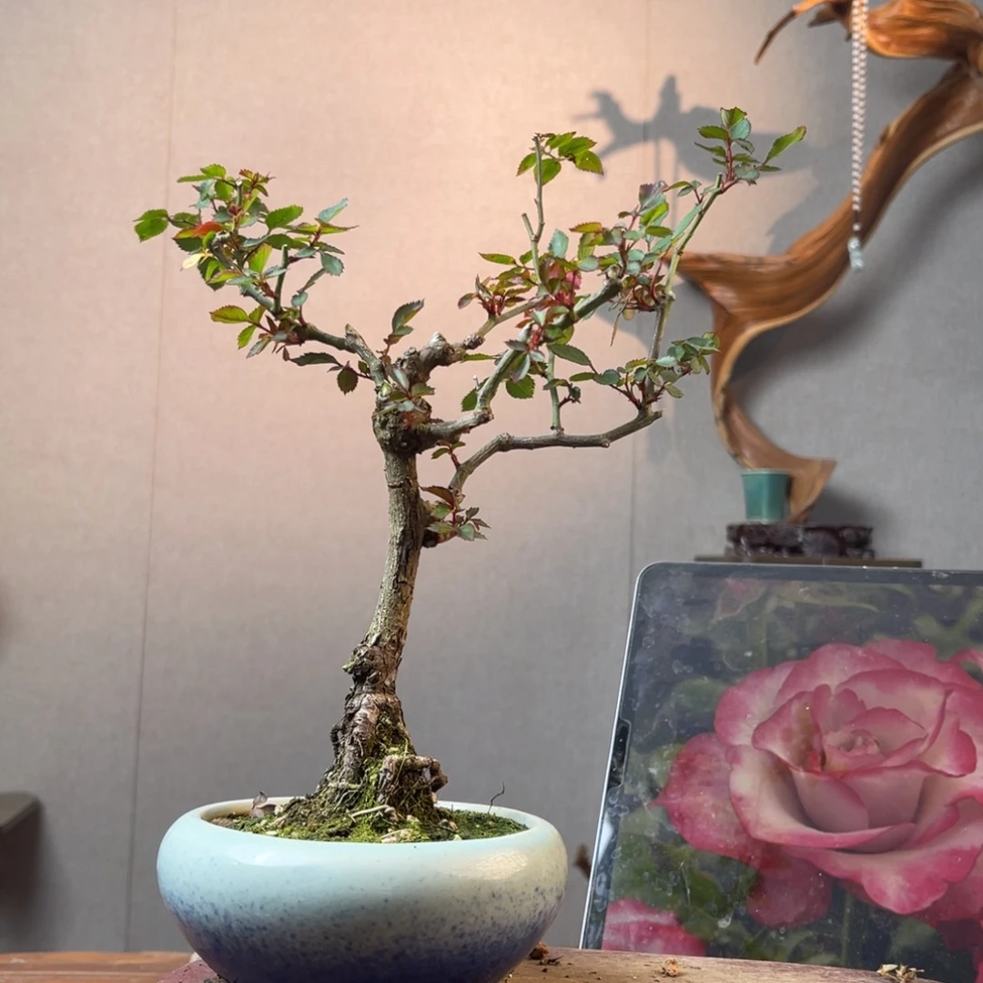 马***哥少量花朵（建议范围：2朵-5朵 或40%以下）