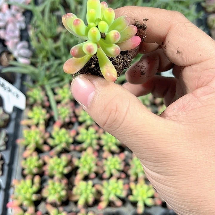 乙女心 满10颗包邮