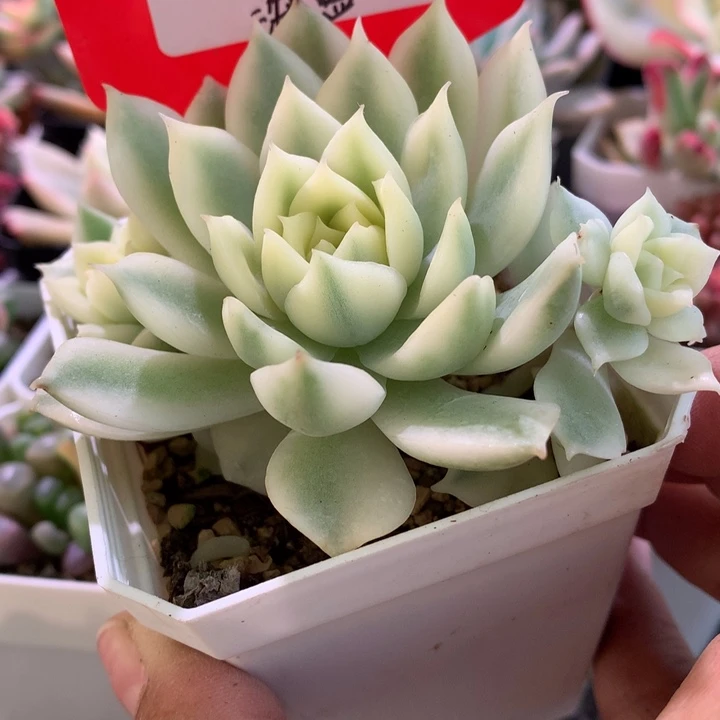 海蓝覆轮锦群生有根