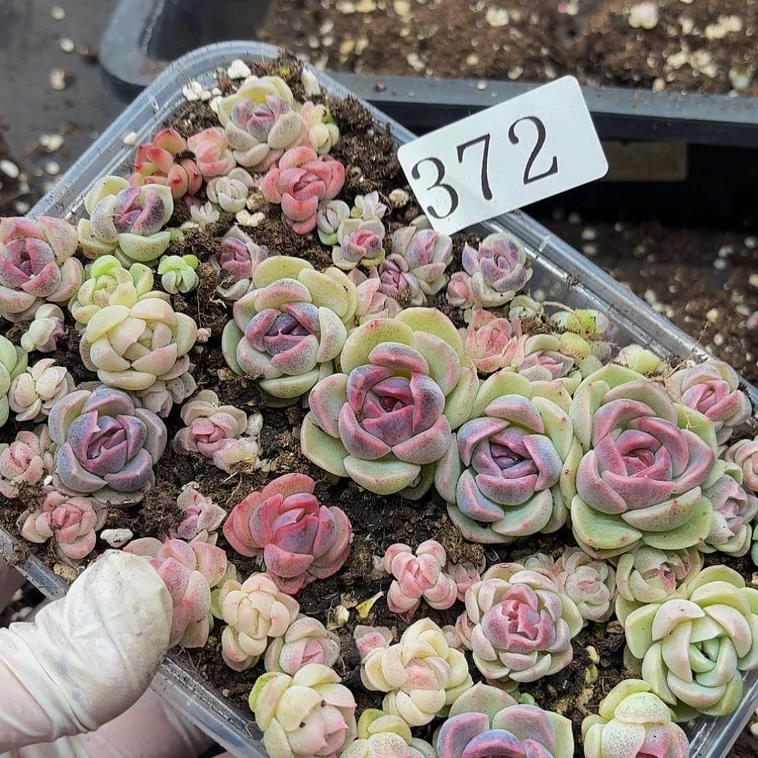 多肉植物多肉植物372