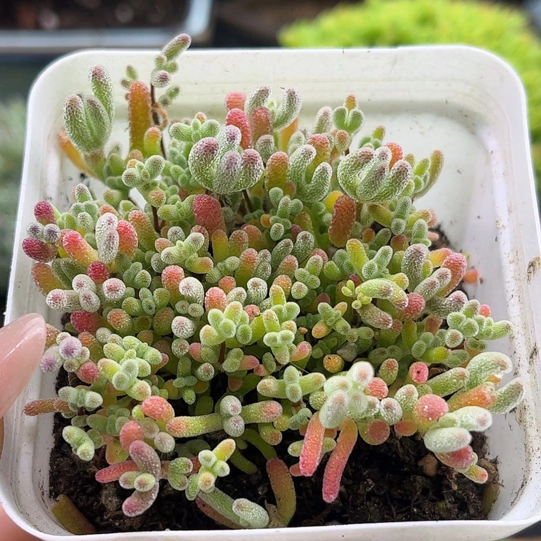 41混播切糕优选枝干