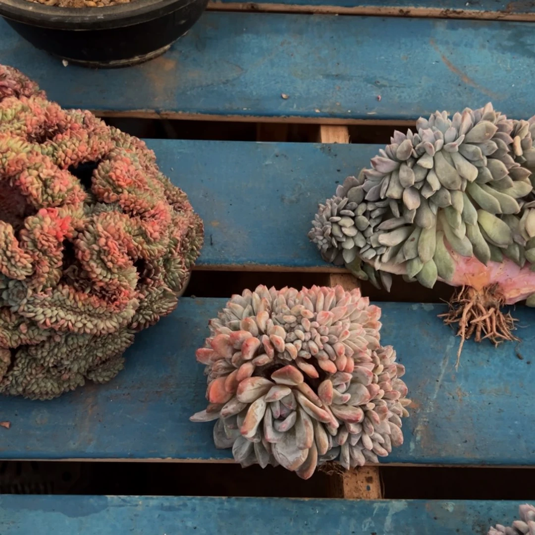 巫***七rutuwwwwwwwwwwwwwww