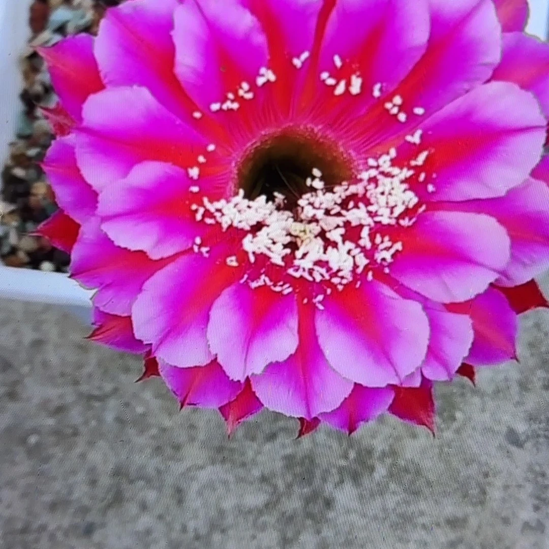 朝霞彩歪彩侧牙20包邮仙人球34