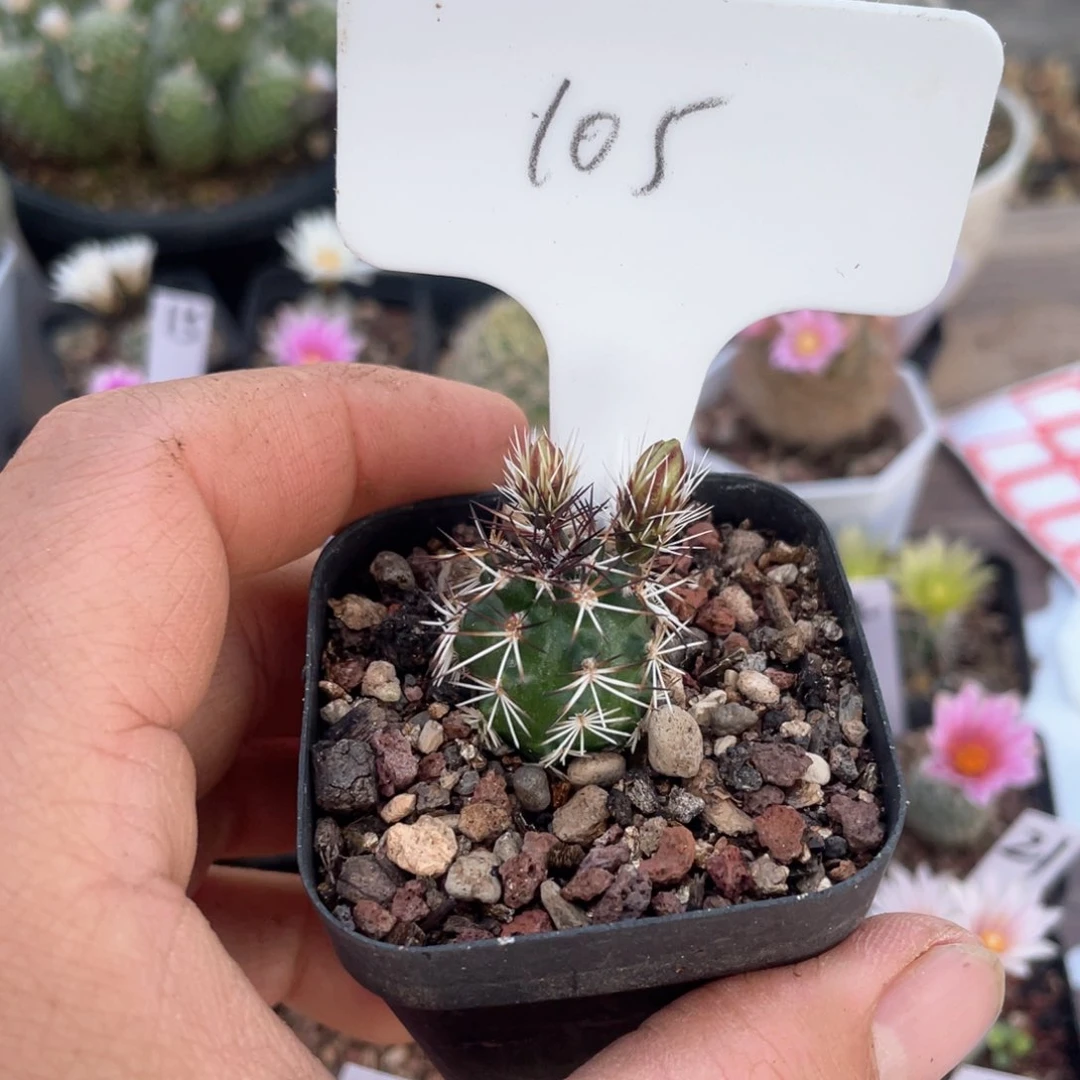 105往事多肉园仙人球