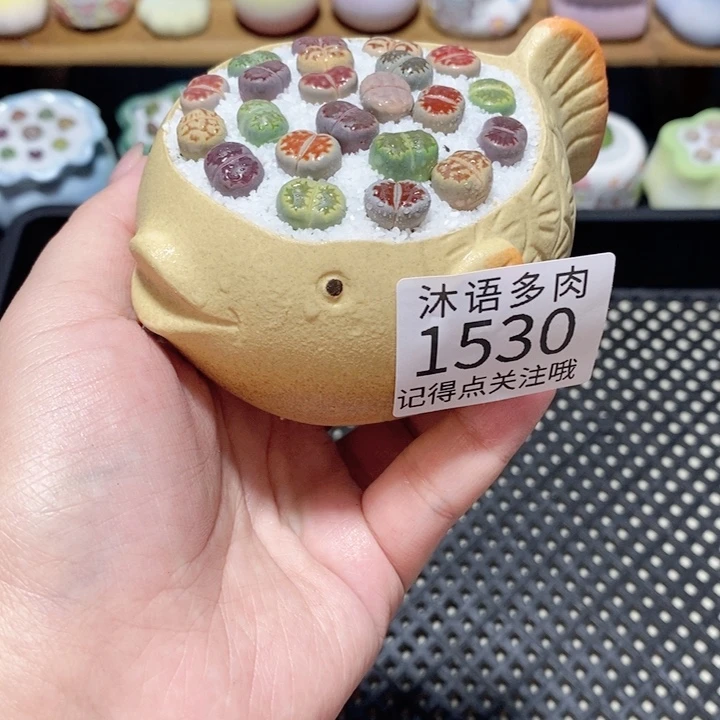 带盆土植物 一物一拍1530