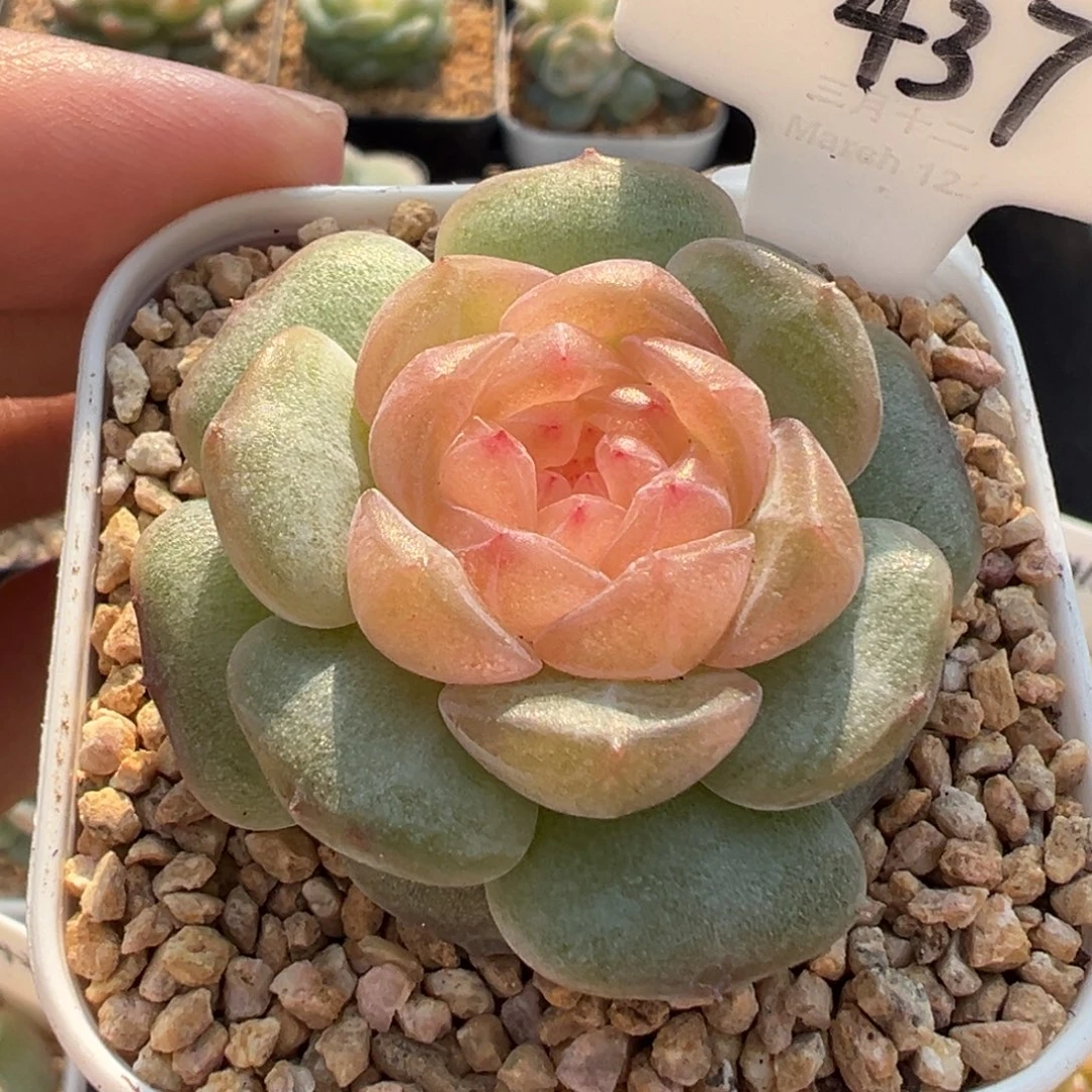 437号纯牛奶 晗雨多肉