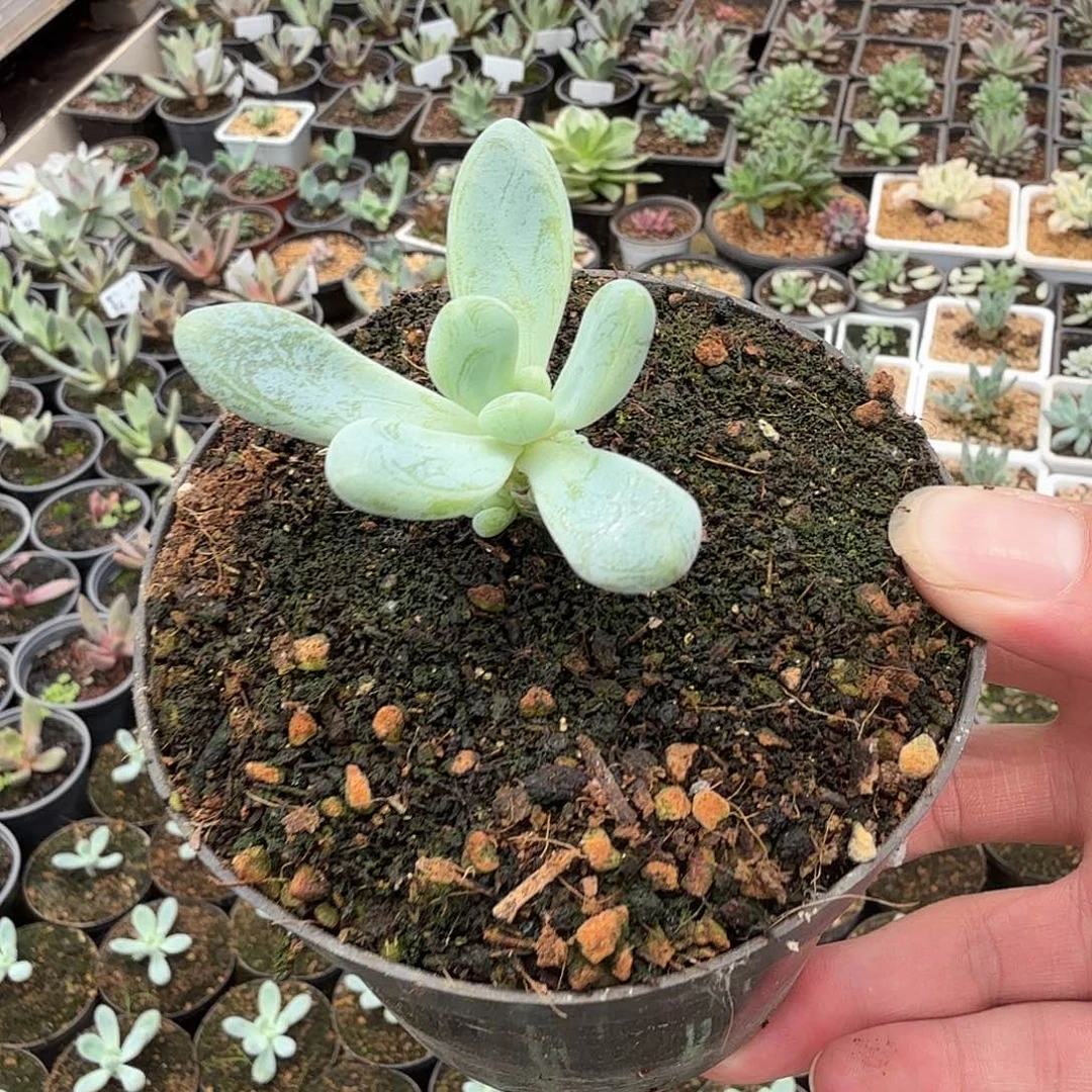 B***s海泥哪多肉植物链接