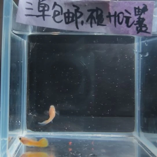 孔雀鱼黄金玻璃猫一对