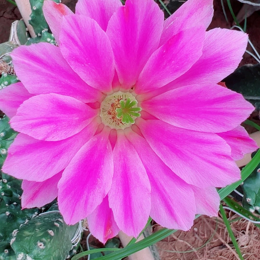 水仙情郎侧芽 3颗 20 包邮