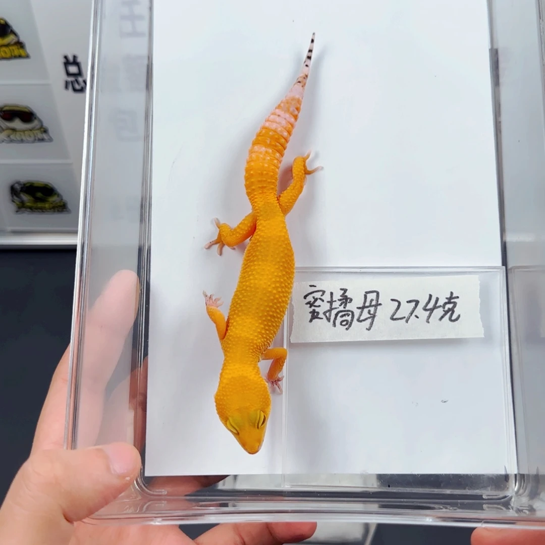 豹纹守宫蜜橘妹妹