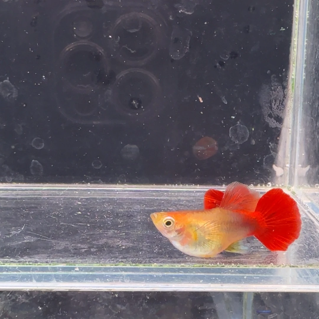 孔雀鱼黄爆球1对孔雀鱼