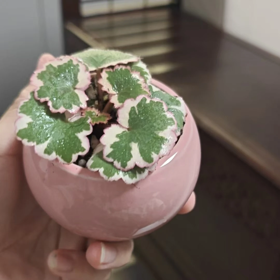 新奇微盆栽【御所车】虎耳草办公室室内净化绿植盆栽好养易活桌面