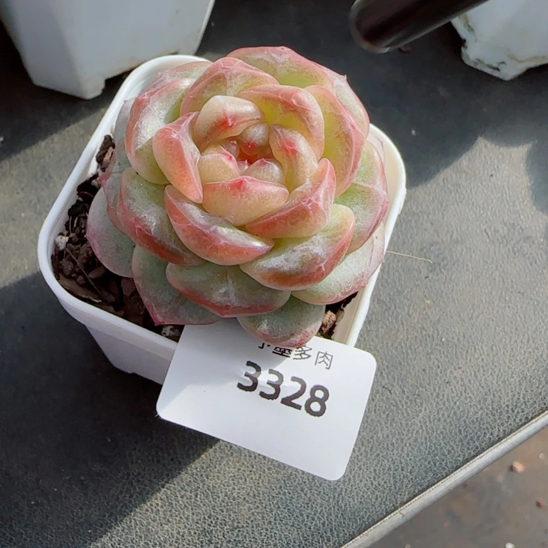 孤品珍妮，3328多肉植物