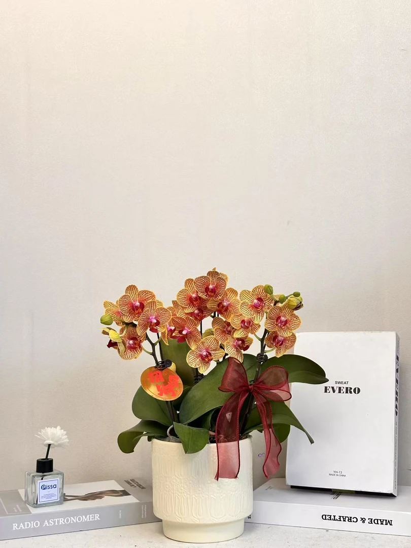 蝴蝶兰【大吉大利】真花 秋冬耐寒花卉 四季开花 多样性发货